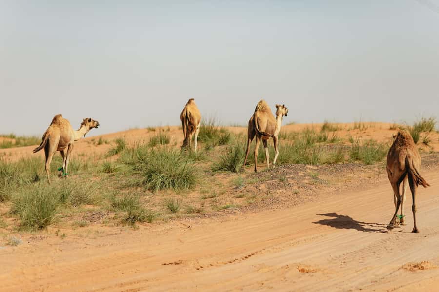 From Dubai: Fujairah East Coast Tour - Al Bidya Mosque is the most memorable historic stop