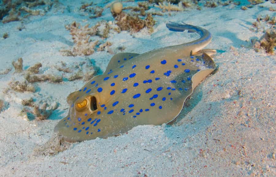 From Dubai: Fujairah Half-Day Scuba Dive and Snorkeling - Why Fujairah makes a good change from Dubai
