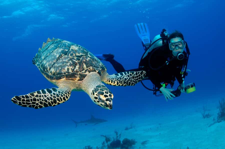 From Dubai: Fujairah Half-Day Scuba Dive and Snorkeling - The early road from Dubai to Fujairah