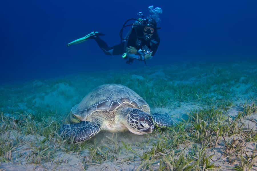 From Dubai: Fujairah Half-Day Scuba Dive and Snorkeling - Snorkeling is a genuine part of the morning