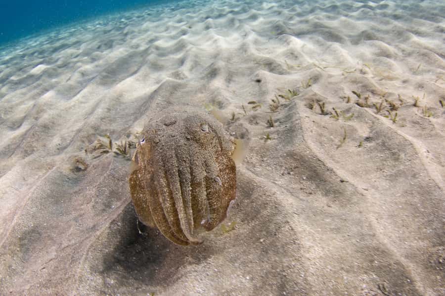 From Dubai: Fujairah Half-Day Scuba Dive and Snorkeling - The crew and the feel of the day