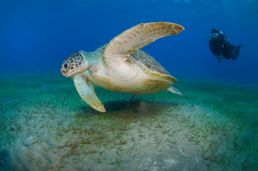 From Dubai: Fujairah Half-Day Scuba Dive and Snorkeling - Is $157 good value?