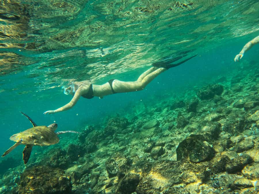 From Dubai: Fujairah Snorkeling with Turtles, Transfer & BBQ - Why the turtles make this Fujairah trip special