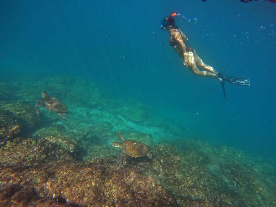 From Dubai: Fujairah Snorkeling with Turtles, Transfer & BBQ - At the snorkeling center