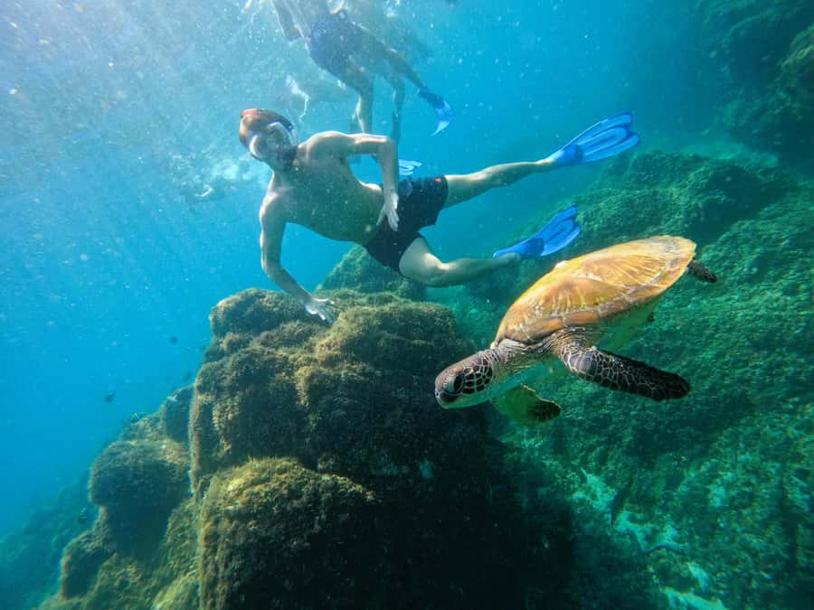 From Dubai: Fujairah Snorkeling with Turtles, Transfer & BBQ - Snoopy Island and Sharm Rocks