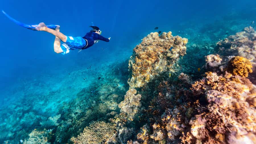 From Dubai: Snorkeling Trip to Dibba Al-Fujairah - Key points to know before booking