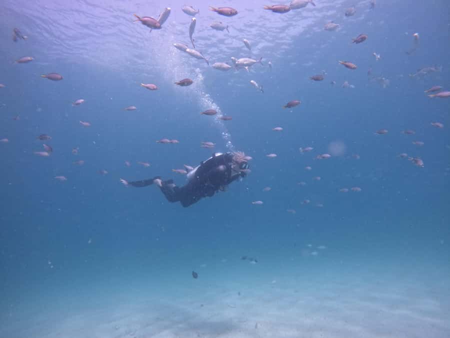 From Dubai: Try Scuba Diving, Snorkeling with BBQ & Transfer - Snoopy Island: your first underwater session