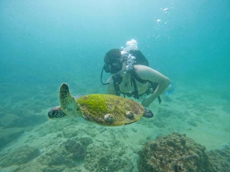 From Dubai: Try Scuba Diving, Snorkeling with BBQ & Transfer - Underwater photos make the day easier to remember