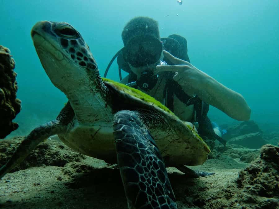 From Dubai: Try Scuba Diving, Snorkeling with BBQ & Transfer - What the $163 price includes