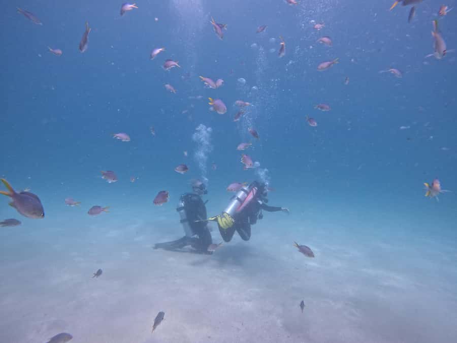 From Dubai: Try Scuba Diving, Snorkeling with BBQ & Transfer - Learning the basics before open water