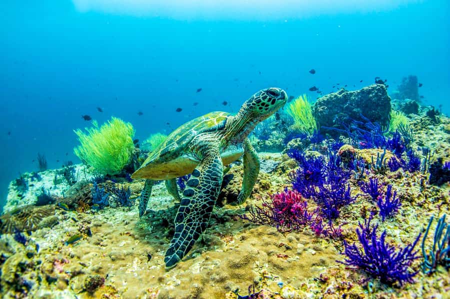Fujairah: 2 Fun Dive Experience for Certified Divers - Preparing your documents and equipment