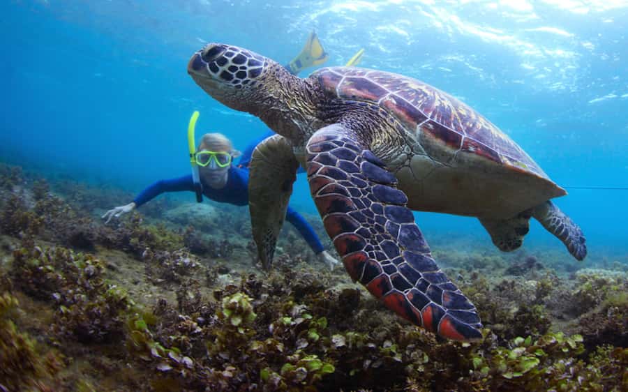 Fujairah: Snorkeling and Watersports at Snoopy Island - Arriving at Sandy Beach Fujairah