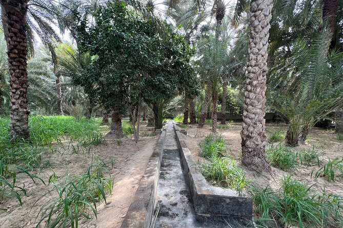 Full Day Al Ain City Tour with Lunch - The Al Ain Camel Market