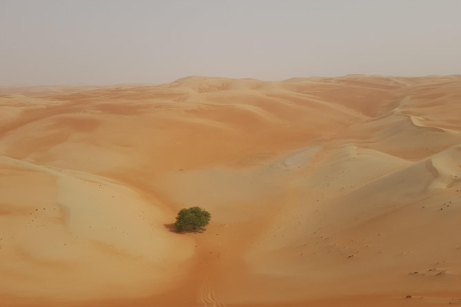 Liwa Oasis Desert Drive from Abu Dhabi - What the private format really adds