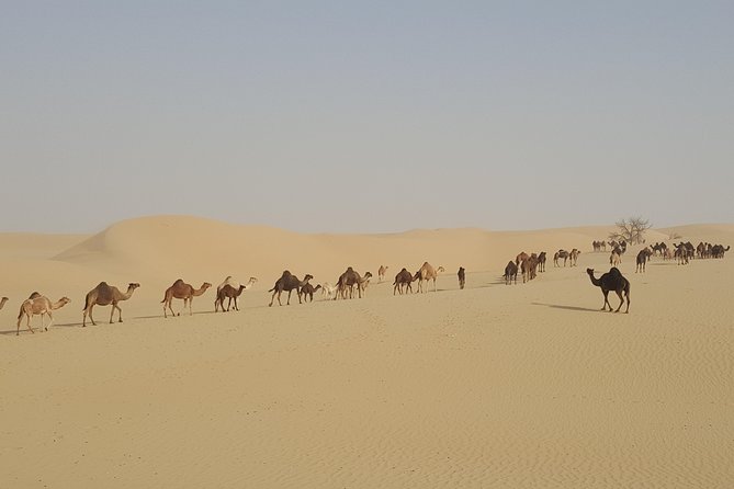 Liwa Oasis Desert Drive from Abu Dhabi - Who will enjoy this day most
