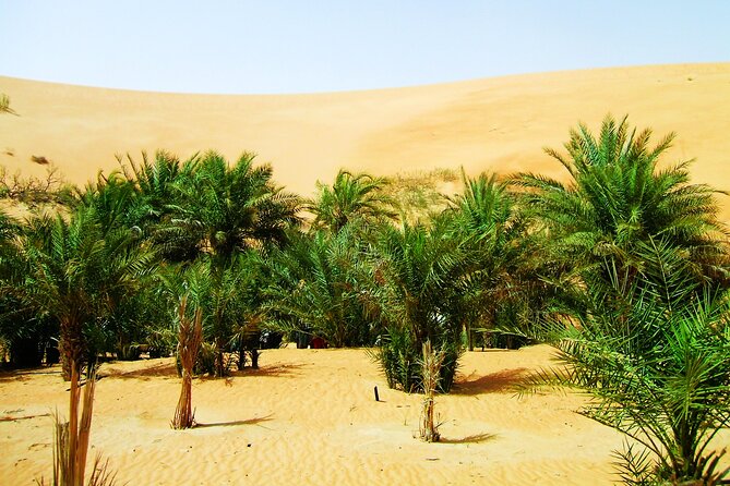 Liwa Over Night Safari - Sleeping in the desert and waking for sunrise