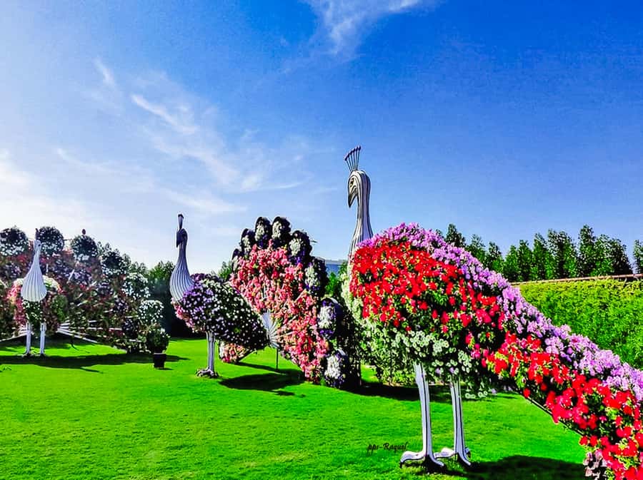 Miracle Flora & Fauna Marvels at Miracle Garden - Hotel pickup makes the outing simple, but traffic matters