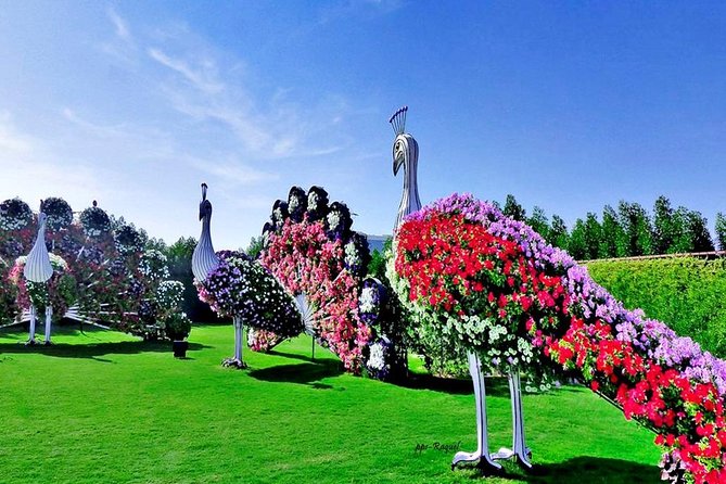Miracle Garden: Dubai Flora and Fauna 4-Hour Tour - The pace, group size, and transport details