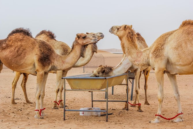 Morning Dubai Desert Safari with Camel Ride & Sand boarding - Dune bashing after the tire stop