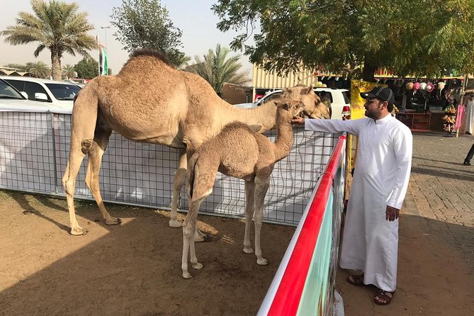 Morning Dubai Desert Safari with Sand boarding and Camel Ride - Sandboarding is easy to try, harder to master