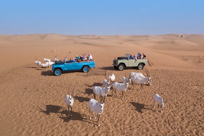 Morning Falconry & Nature Desert Safari with Transfers from Dubai - A short camel ride, not a long expedition