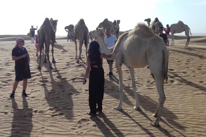 Morning Safari by 4x4 from Dubai with Sand Boarding - Is $35 good value?