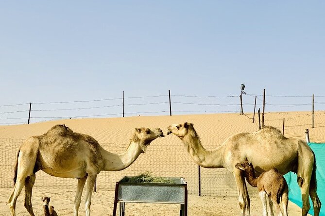 Morning Safari With Quad Bike - Sandboarding for a quick desert challenge