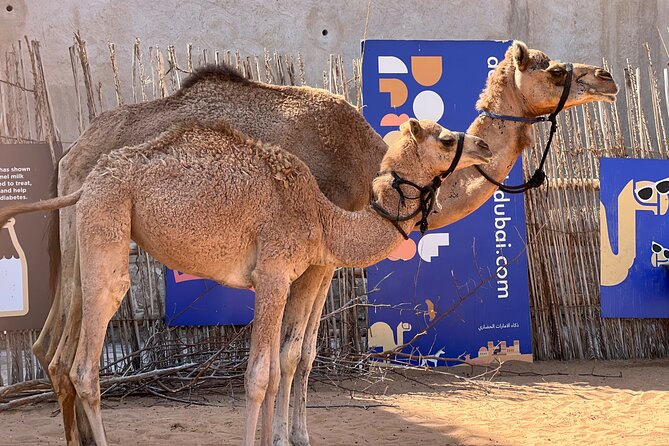 Old Dubai tour: Local Market, Tasting, Dubai creek with Abra ride - Crossing Dubai Creek by abra