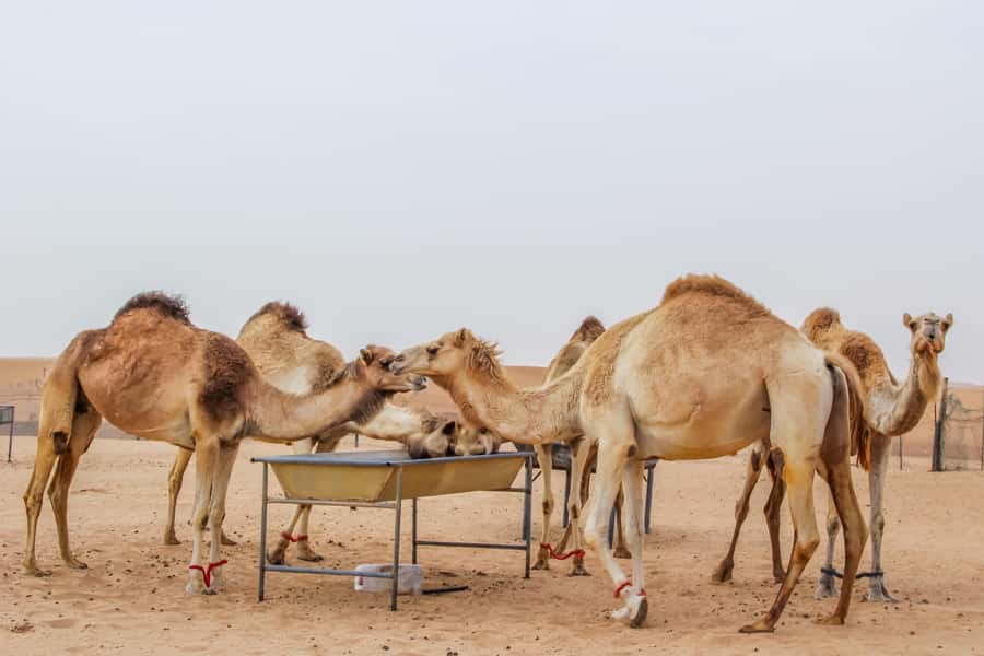 Overnight Dubai Desert Safari with BBQ Dinner - Arriving at camp with coffee, dates, and sunset