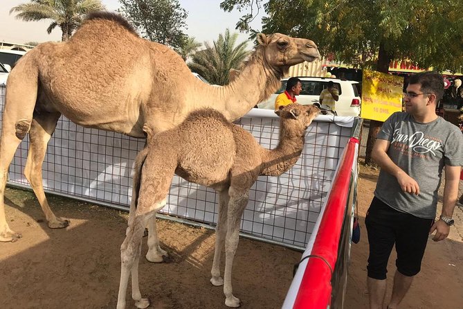Premium Dubai Desert Safari and Quad Bike Ride - Practical details that affect your day