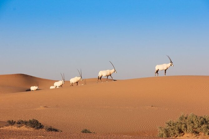 Premium Dubai Desert Safari Experience - Who will enjoy this safari most