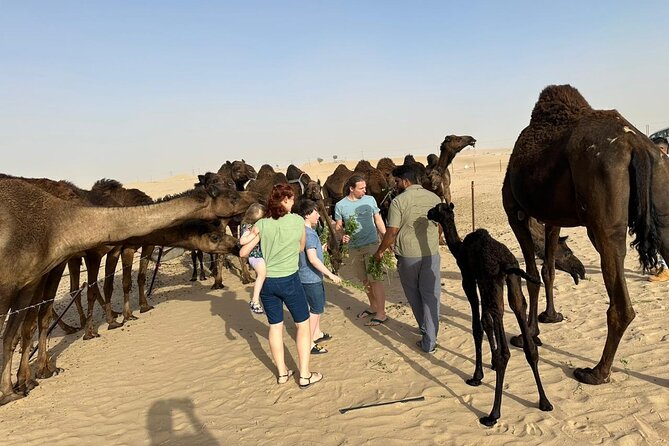 Private Abu Dhabi Sunset Desert Safari with Sand Boarding - The camel farm adds a human touch
