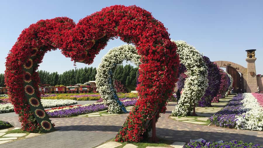 Private Dubai Frame & Miracle Garden Trip with Transfer - Crossing Dubai to Miracle Garden