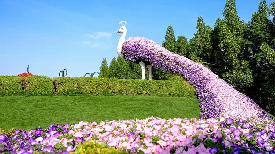 Private Dubai Frame & Miracle Garden Trip with Transfer - Starting from your hotel in Dubai