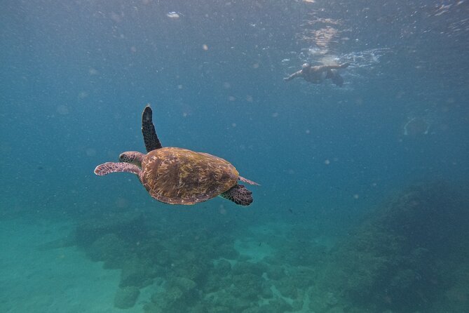 Private Snorkeling with turtles with BBQ food - A private start at Al Dana Island
