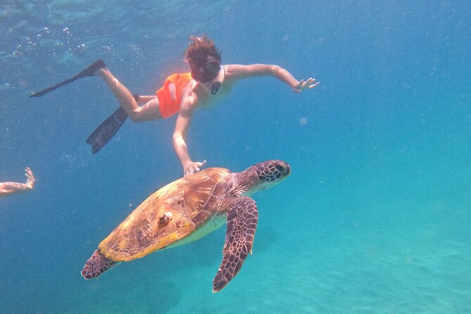 Private Snorkeling with turtles with BBQ food - A light BBQ, juices, and a practical finish