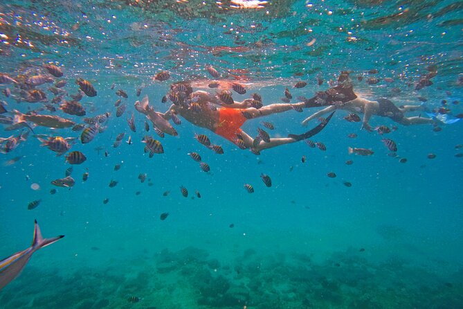 Private Snorkeling with turtles with BBQ food - Should you book the private turtle snorkeling trip?