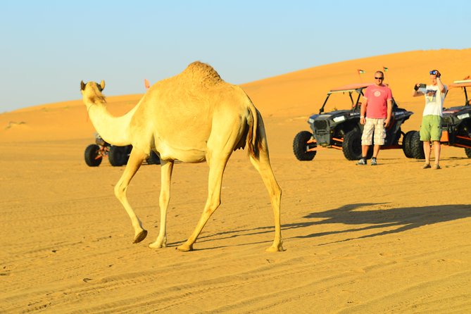 Ras Al Khaimah: Afternoon Desert Safari and BBQ Dinner - Who should book this safari?