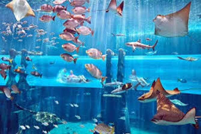 Skip The Line : Atlantis Lost Chambers Aquarium - Who will enjoy this experience most?