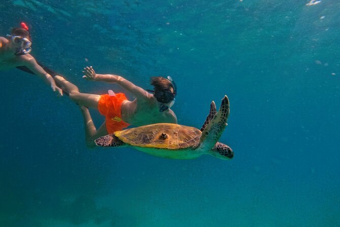 Snorkeling with turtles in Fujairah with BBQ lunch - Key points to know before you book
