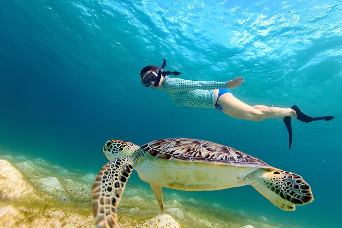 Snorkeling with turtles in Fujairah with BBQ lunch - Starting at Reef Oasis in Fujairah