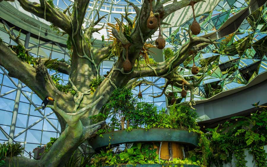 The Green Planet - Dubai's Unique Indoor Rainforest - A rainforest inside Dubai’s City Walk