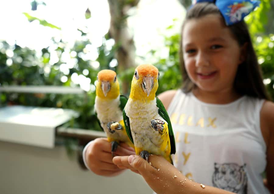 The Green Planet - Dubai's Unique Indoor Rainforest - Is the $42 admission good value?