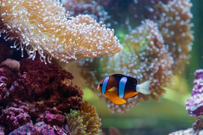 The National Aquarium Abu Dhabi Admission Tickets - The Beyond the Glass bridge walk