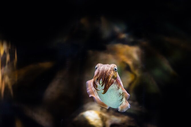 The National Aquarium Abu Dhabi Admission Tickets - Is $35 good value?