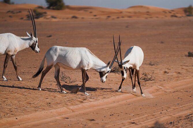 VIP Dubai Sunset Desert Safari: Camel Ride, BBQ, Unlimited Spirit - A sunset stop with sparkling date juice