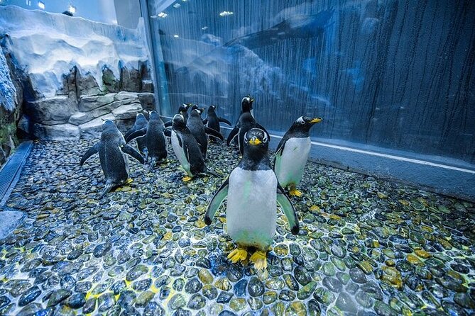 VIP Experience Dubai Aquarium & Underwater Zoo-As per Selection - Glass-bottom rides and cage snorkeling