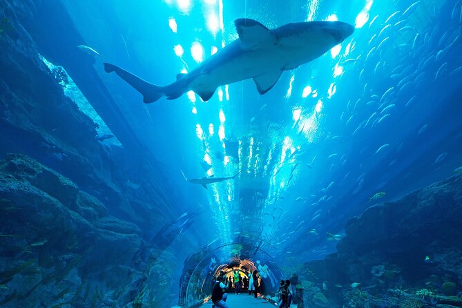 VIP Experience Dubai Aquarium & Underwater Zoo-As per Selection - Practical details before you go